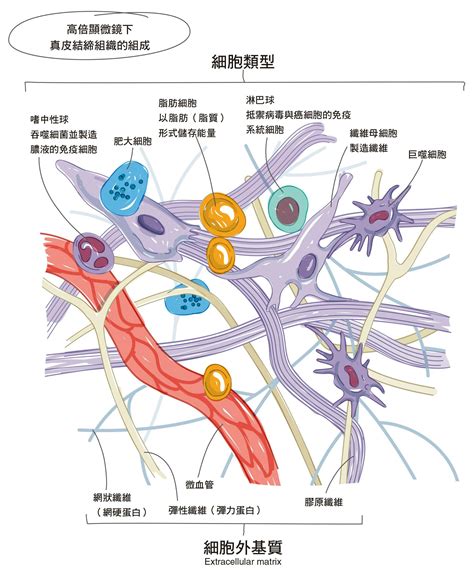 身體皮膚|《真希望基礎人體這樣教》：直覺式圖解，認識人體的抗疫第一線。